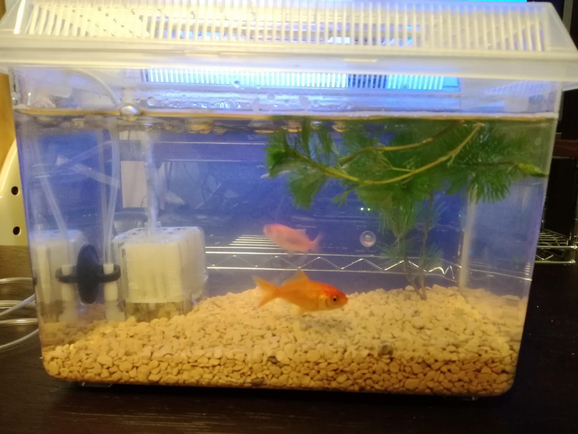 ダイソーのアレ 今更ながら「メダカ飼育ケース6L」を購入してみました - おとと日和