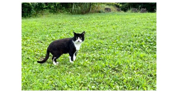 ウソから始まる恋と仕事の成功術』 2009Simply Dead