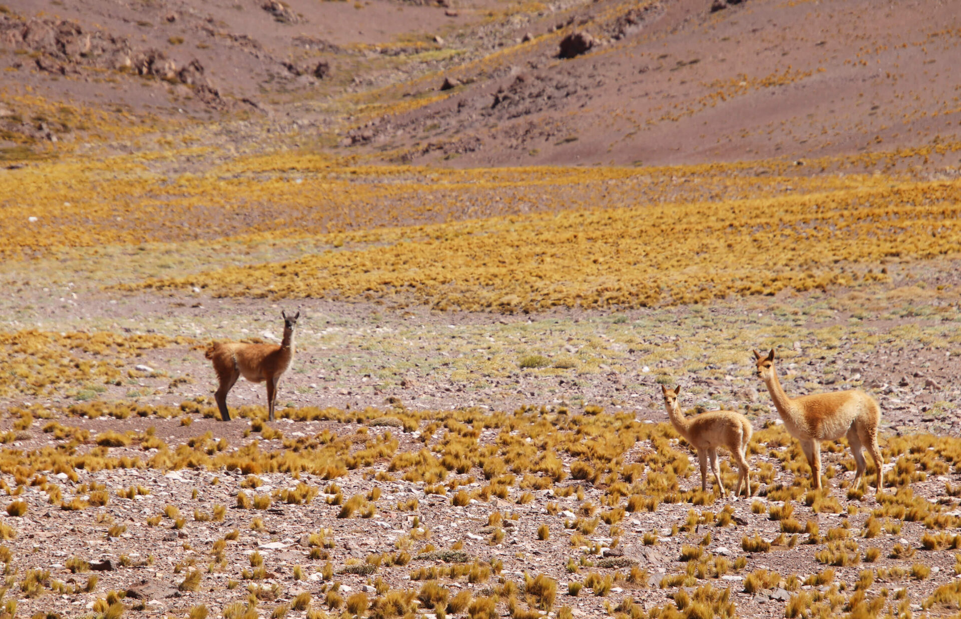 オルサガ』春の限定イベント「デュドとフォルテと出会いの桜」開催中！限定ユニット15UR「デュド」「フォルテ」を仲間にしようインサイド