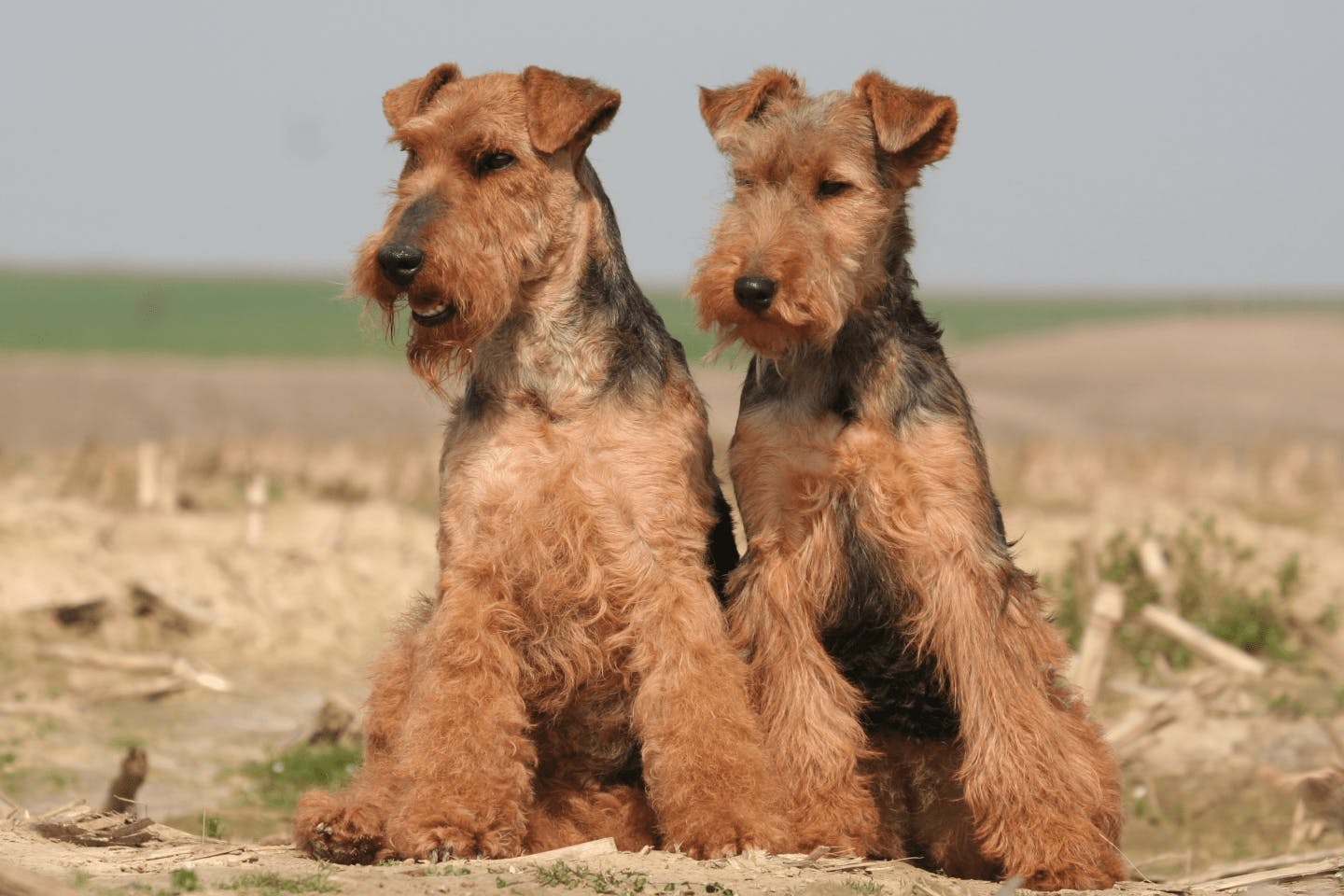 ウェルシュ・テリアの特徴・性格 最新価格と飼い方いぬのきもち 犬図鑑いぬのきもちWEB MAGAZINE