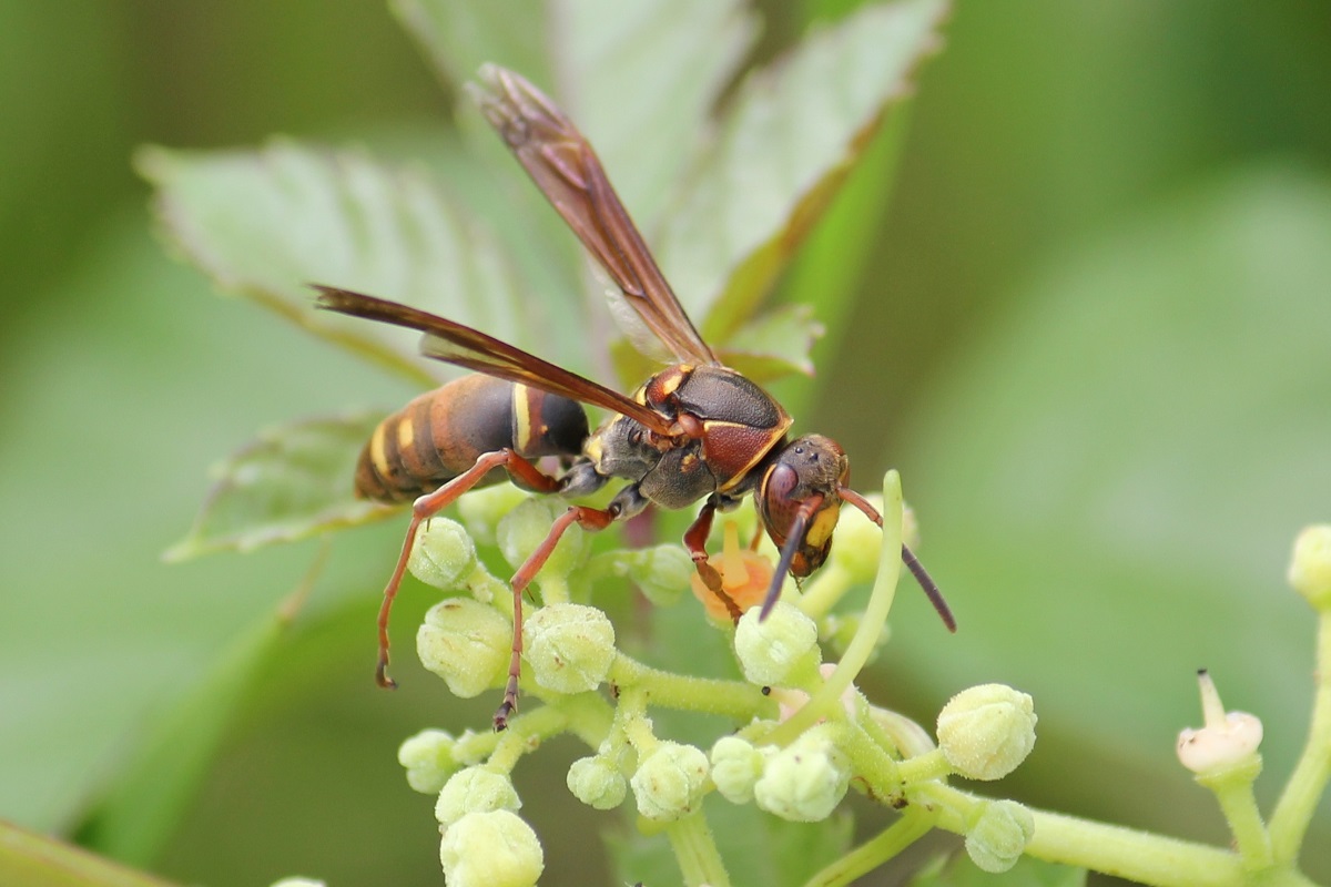 体は穴だらけ 元闘犬の噛ませ犬『ポチ』が保護犬を救う相棒になるまでわんちゃんホンポ