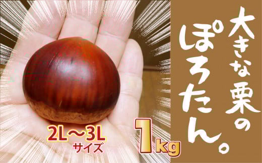 クリ・ぽろたん 種・苗・ガーデニング用品の タキイネット通販