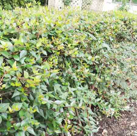 ベネズエラツルハシに関する注意喚起動画