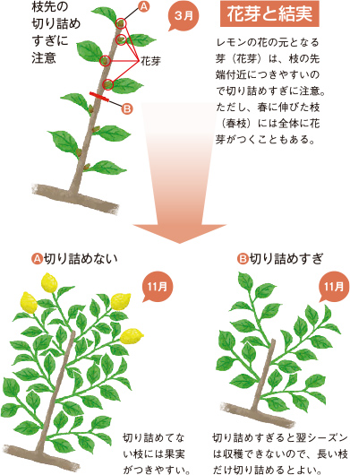 オーチャード ラズベリー・ブラックベリータキイネット通販