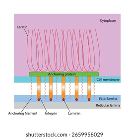 資生堂 基底膜研究の30年 ～肌再生の源から見通す肌の未来～Shiseido Talks企業情報資生堂 企業情報