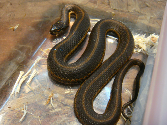 2,300点を超えるガータースネークのストックフォト、写真、そしてロイヤリティフリーの画像 - iStock