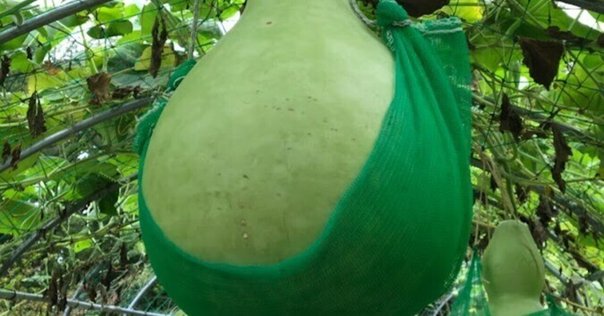 東ちづる “極妻”で汚れ役に挑戦！真っ白なスーツが真っ赤な血に染まって 「一発勝負でした」 テレ朝NEWS ｄメニューニュース NTTドコモ