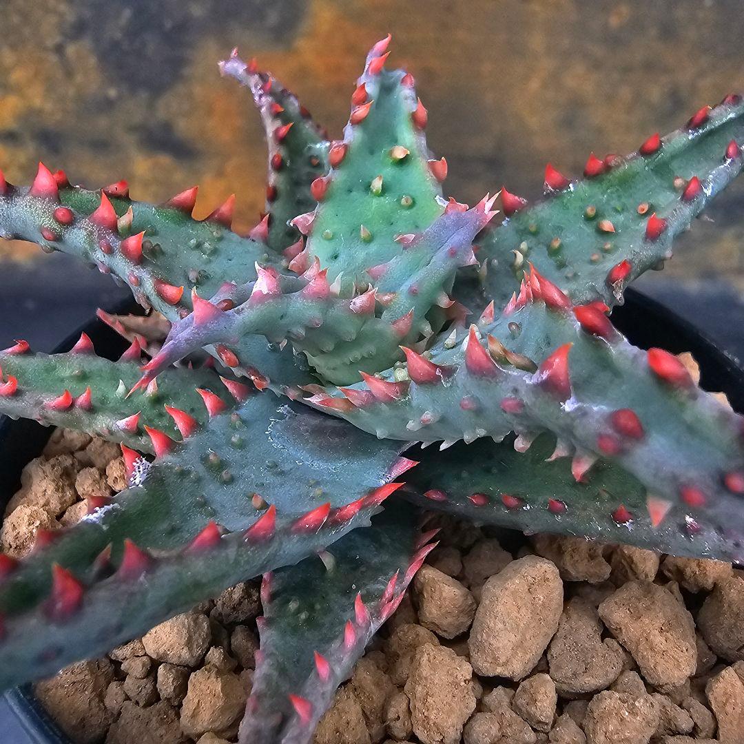 メルカリ便発送&ロウルサンコさんラベル付き☆多肉植物 アロエ 苺怪獣 多肉植物