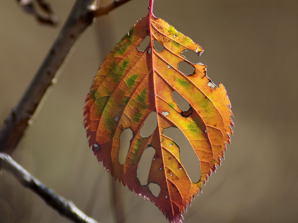 カメラのオールドレンズのクモリの1つ「バルサム切れ」修理ヨッシーハイム