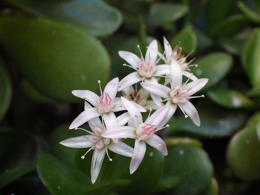 金のなる木の剪定 切った枝で挿し木や葉挿しする増やし方も解説