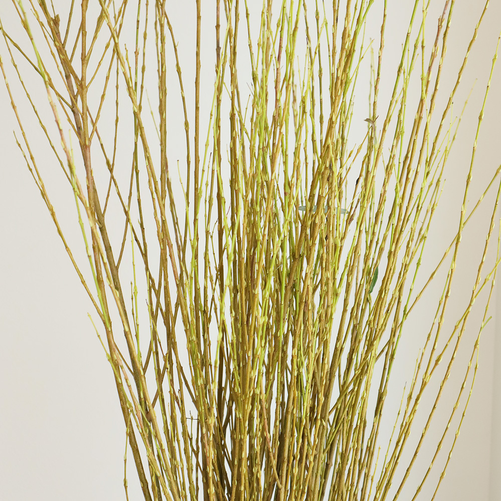 シダレヤナギ 枝垂れ柳 ＜苗木・植木の生産販売 通信販売・通販