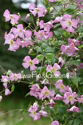 クレマチス専門ナーセリー及川フラグリーンマイ・エンジェル