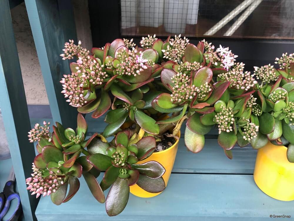 金のなる木の増やし方🪴切って土にさすだけで金のなる木が増やせます💰