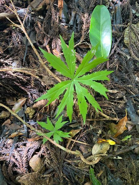 これは大麻ですか？ いいえ、オクラです。 - ポピーと薄荷とブルーエルフィンのブログ