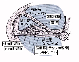 耳の構造と聴覚・平衡覚が生じる仕組みを図とイラストで解説高校生向け受験応援メディア「受験のミカタ」
