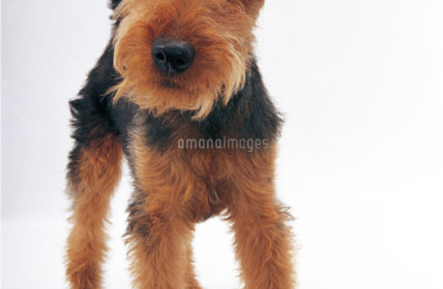 全国でおすすめのウェルシュテリアのブリーダー特集みんなのペットライフ