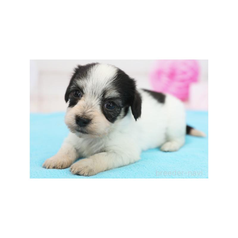 価格の安いダックスフンド ミニチュアダックス ロングペットショップ かねだい