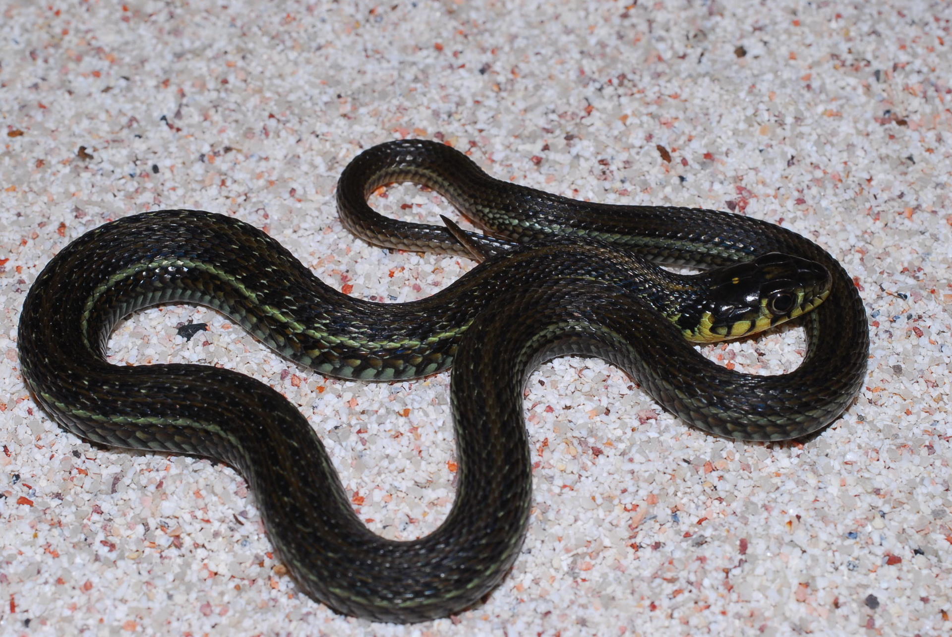 サンフランシスコガータースネークペットレーダ