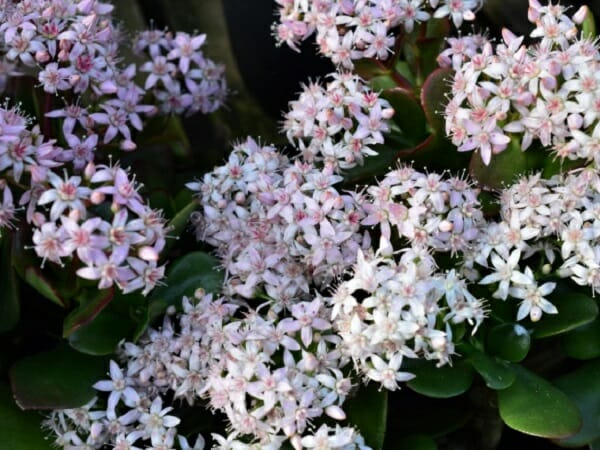 ☘40:金のなる木の育て方水やりなどの日々の管理、花の咲かせ方、増やし方などご紹介。 PlantiaQ&A 植物の情報、育て方をQ&A形式でご紹介