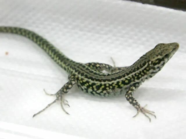 ヘビ 新入荷！ アメリカ便＋ドイツ便 週末はサービスデーも開催！ : 爬虫類倶楽部大宮店公式ブログ