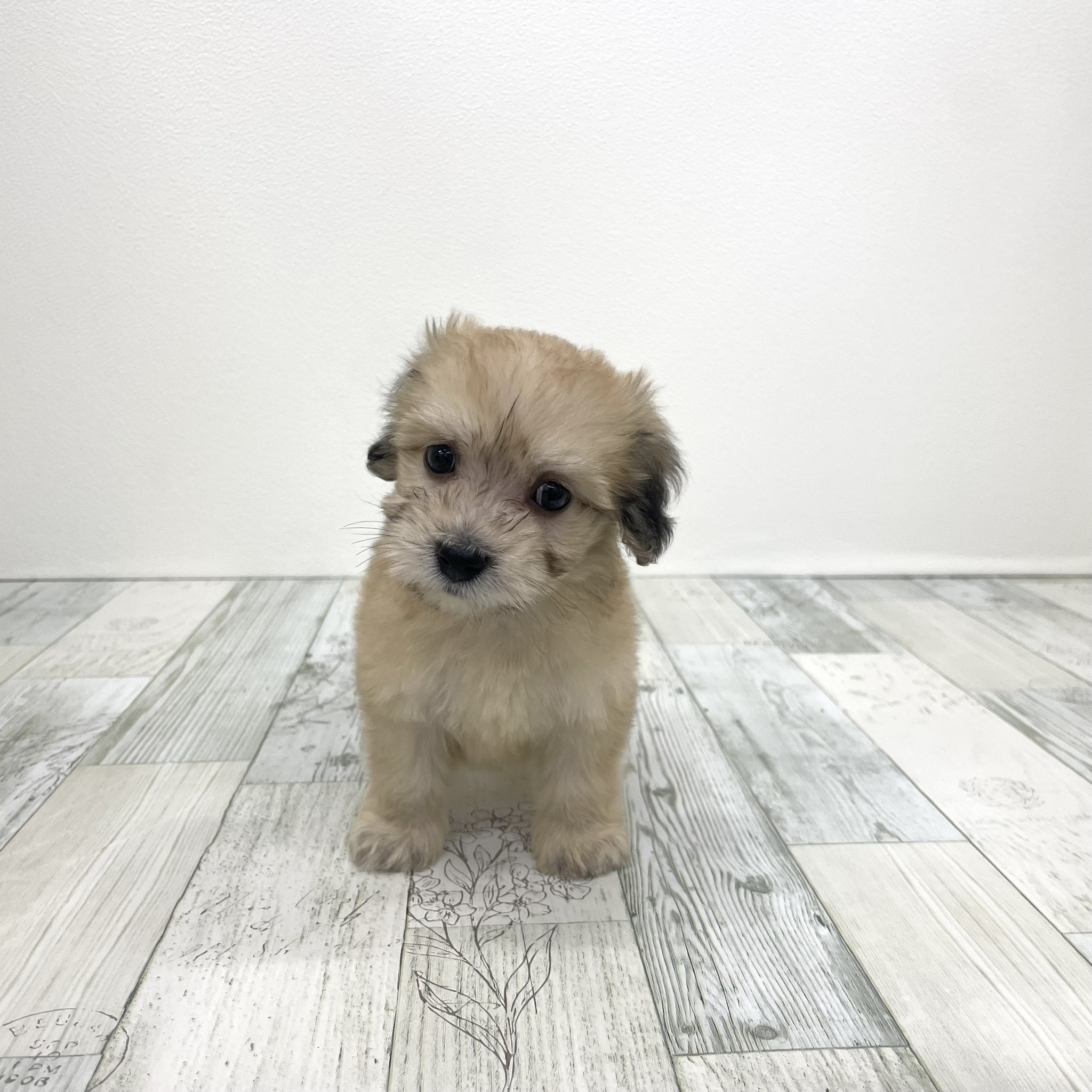 gabriel-mamaダックスフンド 価格の安いMIX犬 父：マルチーズ 母：Mダックス ♂三兄妹で