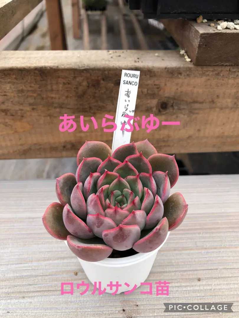 F00015_Aloe peckii x hemmingii ROURUSANCO ：アロエ・ハイブリッド ロウルサンコレアプランツ通販サイトPlants Maniax プランツ・マニアックスpowered by BASE