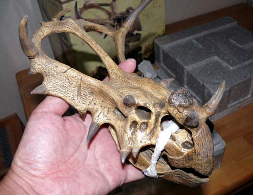 ハクビシンの頭骨Pay ID