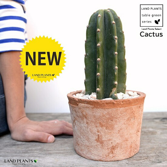 強棘大株 弁慶柱 5号 柱サボテン カーネギア ギガンティア 弁慶柱