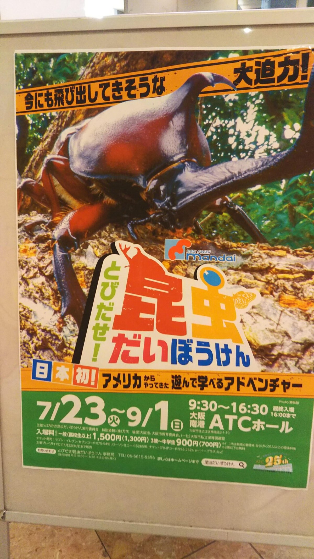 8-4 ビー クワ No.8 秋号 日本のオオクワガタ大特集!! 月刊むし