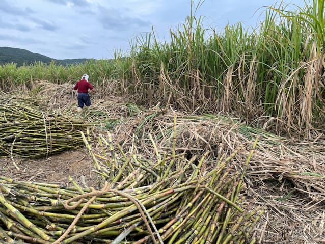 国別の世界のサトウキビ生産量