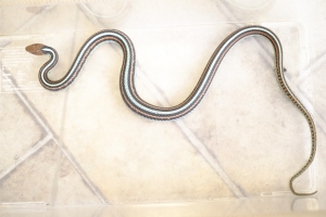 フロリダブルーガータースネーク♂B個体