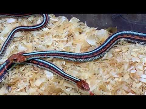 クーリング中タニクエストⅢ そしてベランダへ