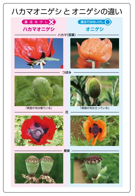 このような大麻・けしを見つけたら連絡を - 埼玉県