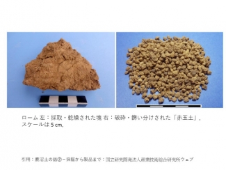 桜の挿し木 赤玉土と鹿沼土の比較Divina Commedia