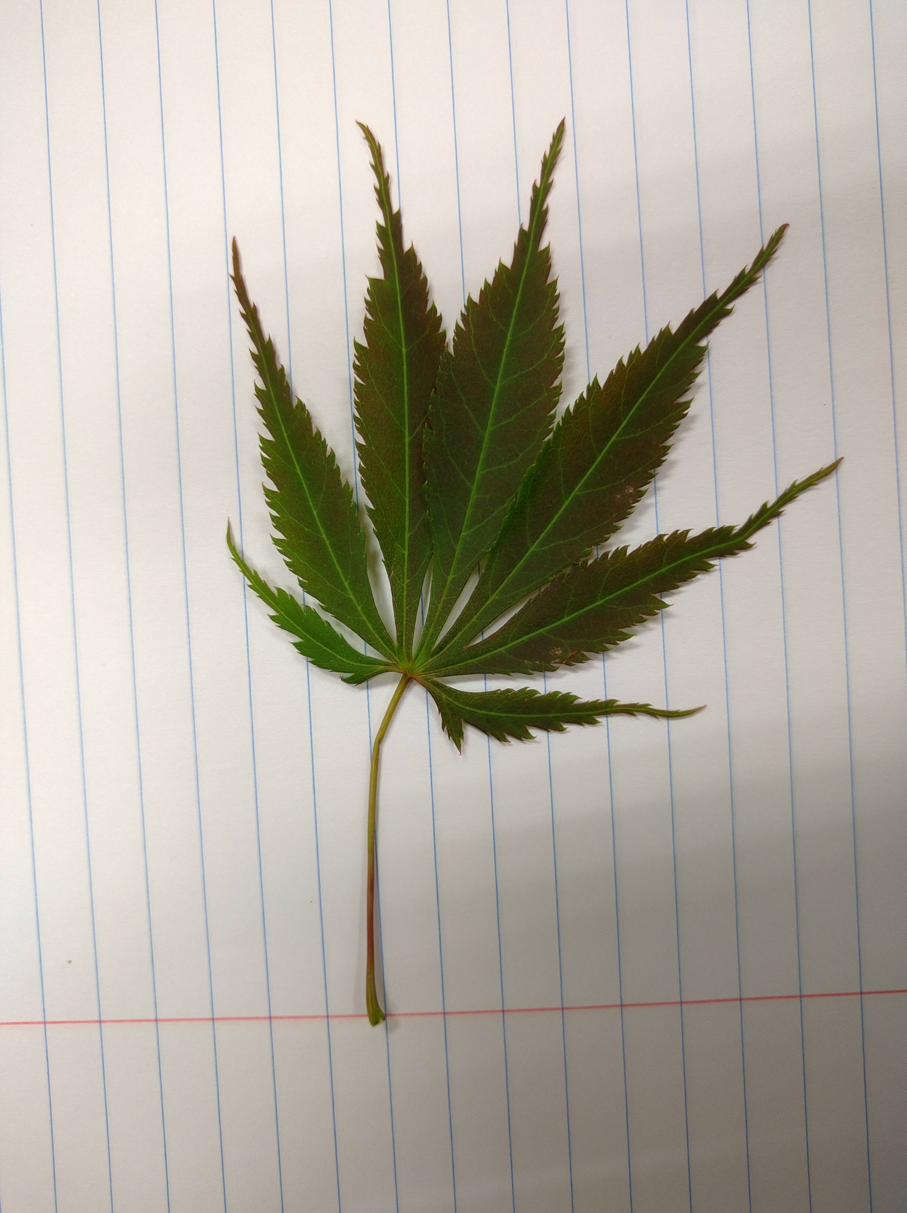 大麻 あさ の特徴 - 神奈川県病院薬剤師会