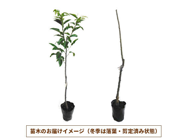 TVアニメ「負けヒロインが多すぎる！」OPアーティストコメント ぼっちぼろまる＆もっさ ネクライトーキー