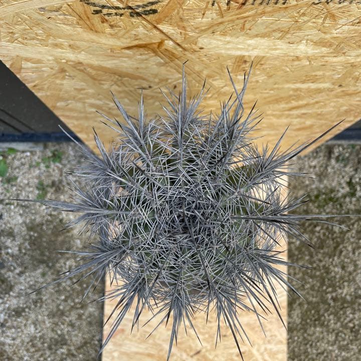 弁慶柱 特大 極太 観葉植物