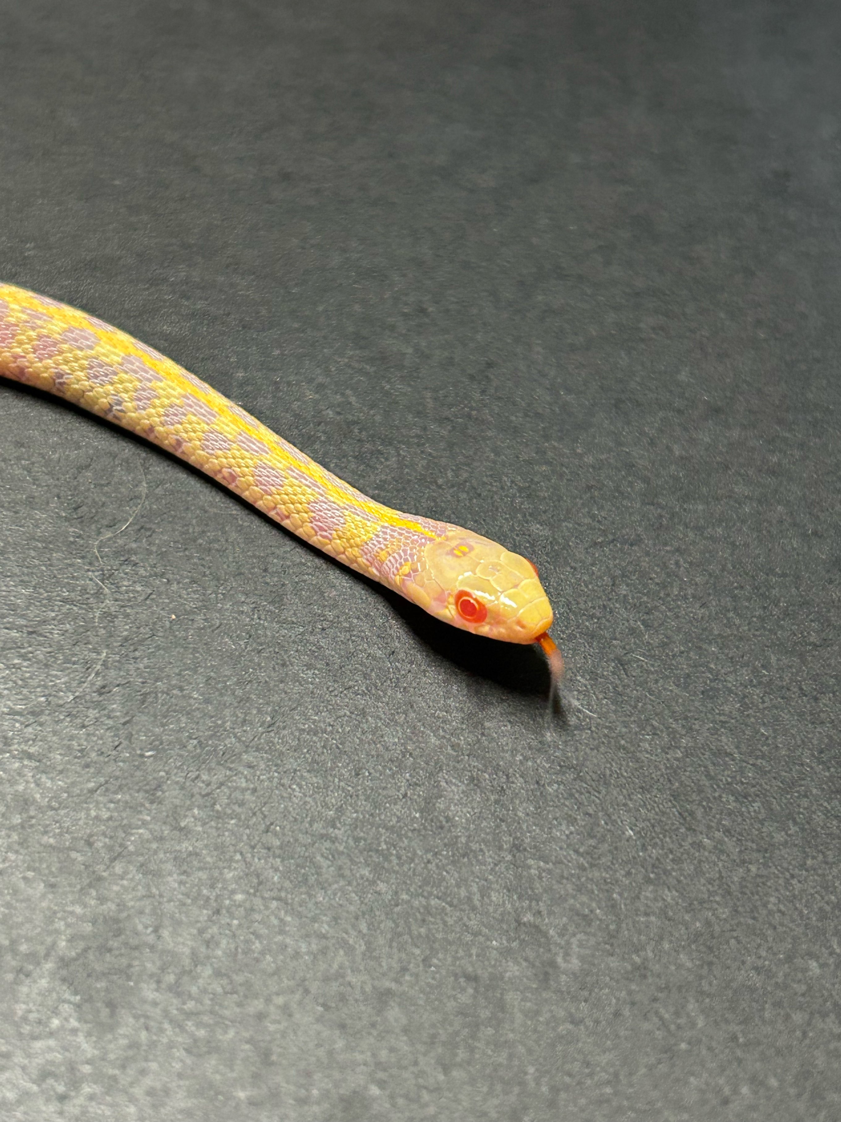 64 コモンガータースネーク Stock Photos, High-Res Pictures, and Images - Getty Images