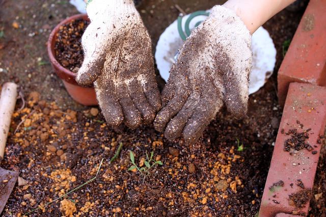 赤玉土九州セット 小粒 ➕ 鹿沼土 細粒 セット赤玉土＋鹿沼土セットの通販 by 野菜・電子部品・ap園芸 ラクマ