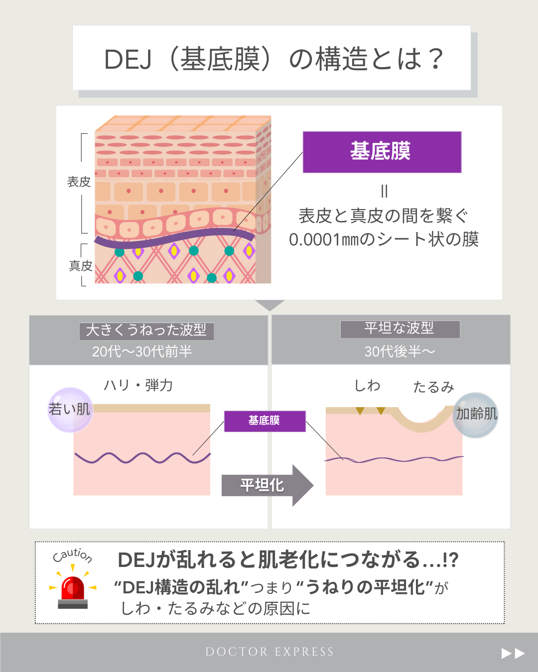 バーチャルスライド 口腔組織学 - 羊土社