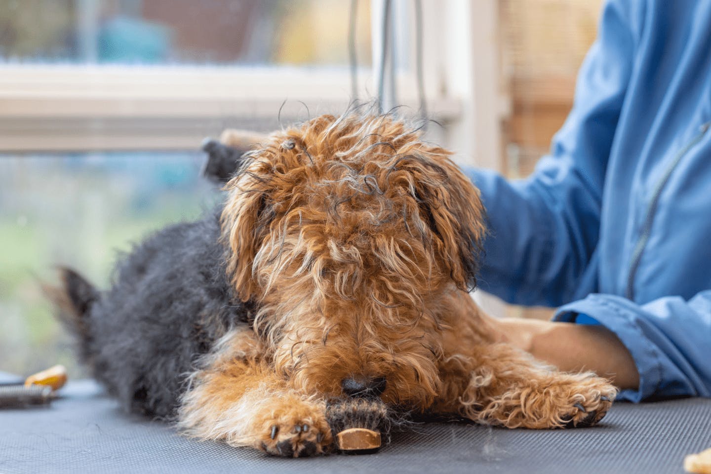 ウェルシュ・テリア:犬種図鑑 - dogplus.me