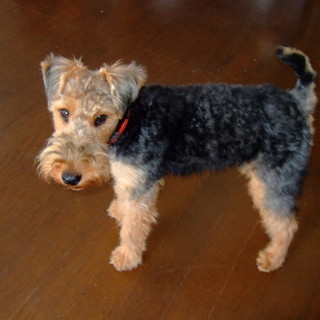 全国でおすすめのウェルシュテリアのブリーダー特集みんなのペットライフ