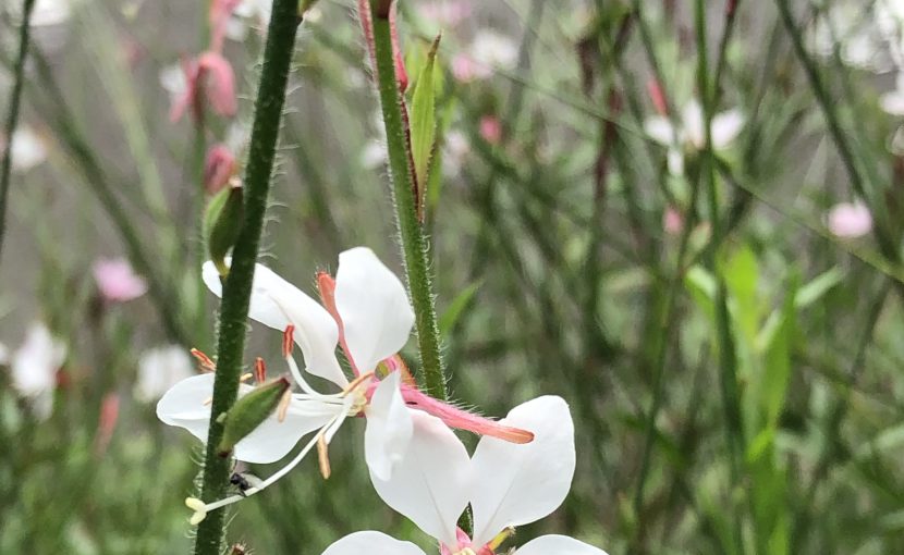 メーガン妃、アーチー王子の爵位にケチをつけていた 「息子を間抜けとは呼ばせない」と激怒した理由とは？カルチャーELLEエル デジタル