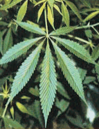 このような大麻・けしを見つけたら連絡を - 埼玉県