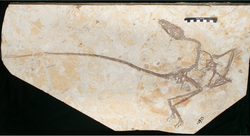 うろんや」 でランチおだわらぐらし