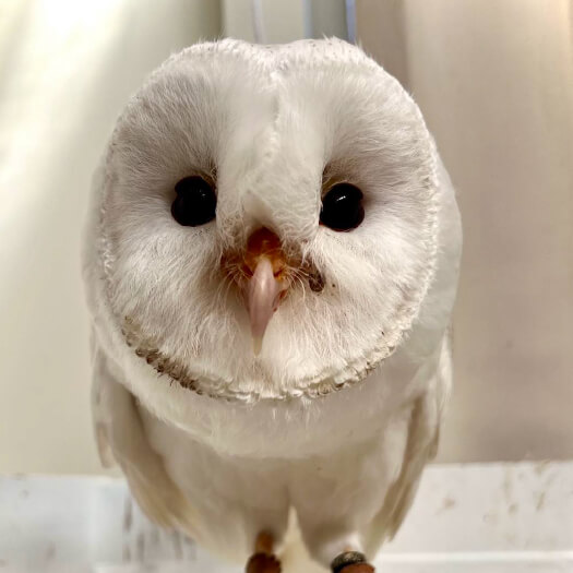 ヘルツォークの映像美術館「M＋」が香港の新興アート地区に完成日経クロステック xTECH