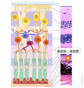 基底膜について