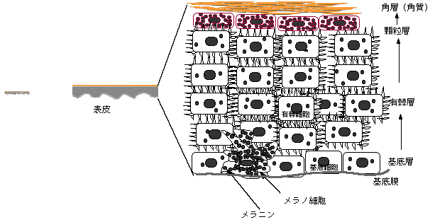 皮膚の構造と働きがん治療の皮膚ケア情報サイト はだカレッジ第一三共ヘルスケア