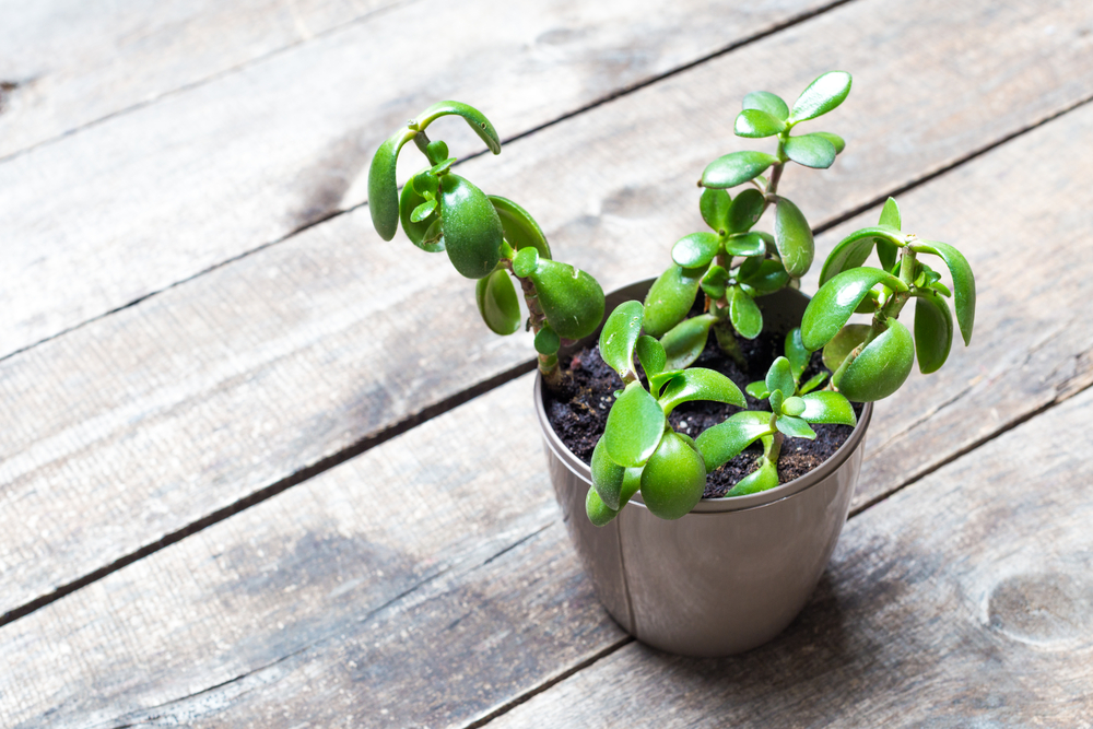 斑入りの金のなる木を再生させたい。そだレポ 栽培レポート byはーとねこみんなの趣味の園芸