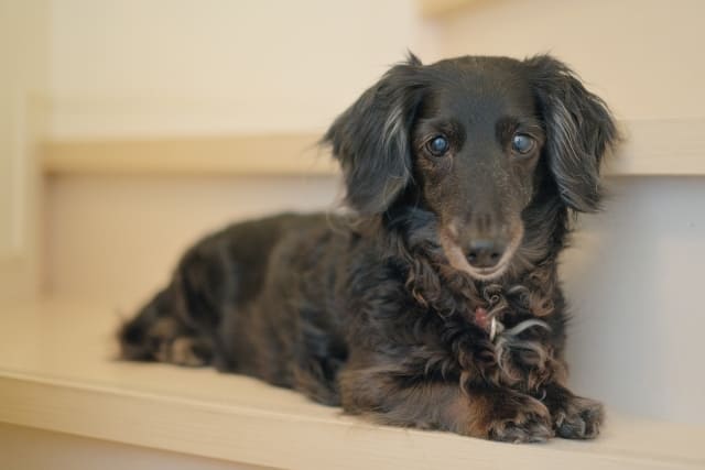 布施 ふせ とは